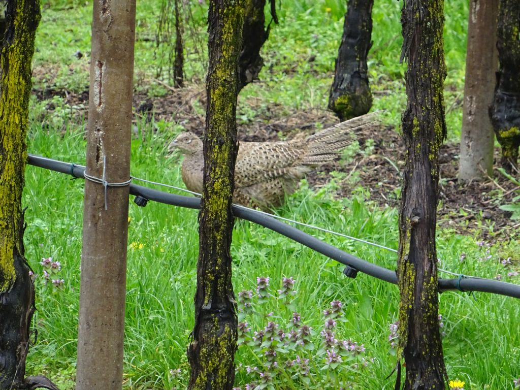 femmina di ....fagiano (Fhasianus colchicus)